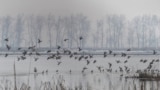 India Kashmir Feeding Birds Photo Gallery