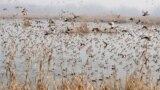 INDIA-KASHMIR-BIRDS